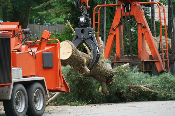 Trusted Allendale, MI Tree Service Experts